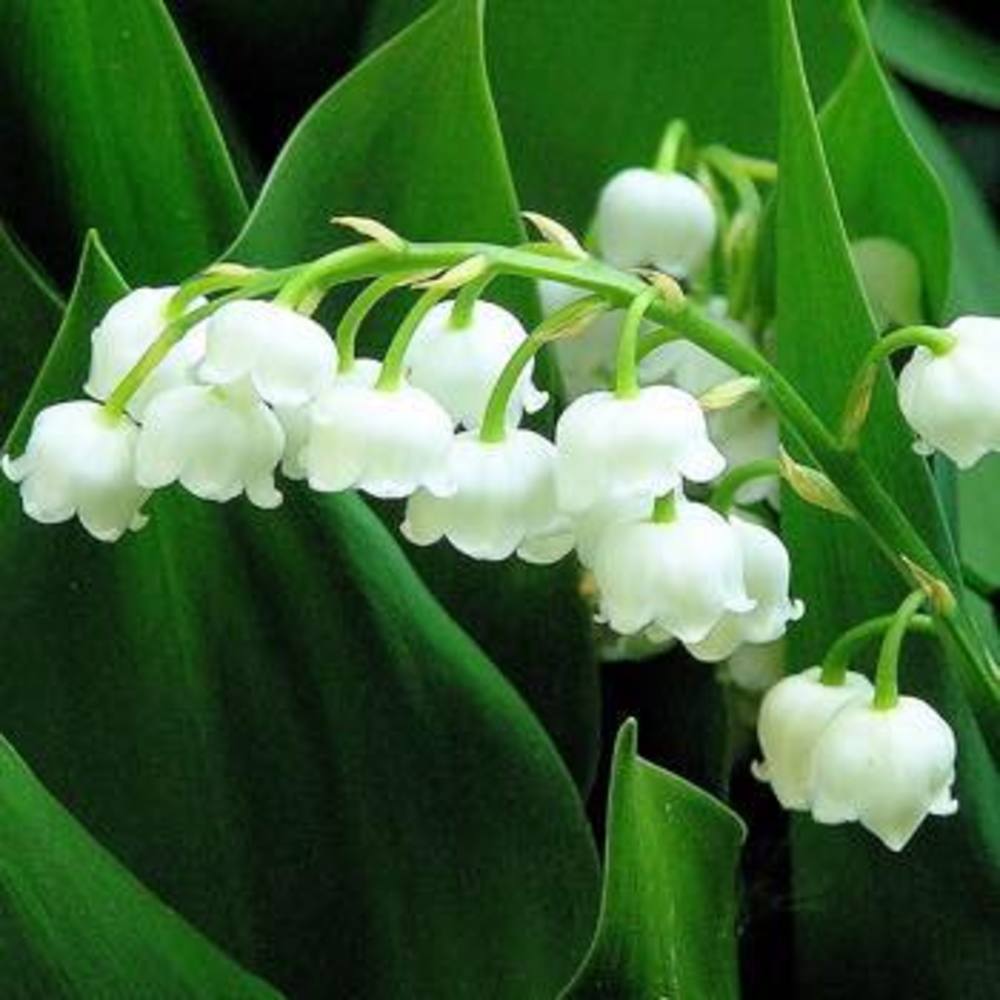 Meet your Posher, Katya